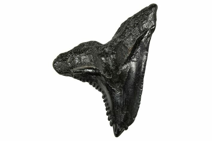 Snaggletooth Shark (Hemipristis) Tooth - South Carolina #359084